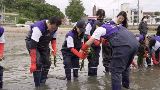 효성그룹 임직원들이 지난 4일 경남 통영시 용남면 화삼리 연안에서 잘피를 직접 이식하고 있다. 효성 제공